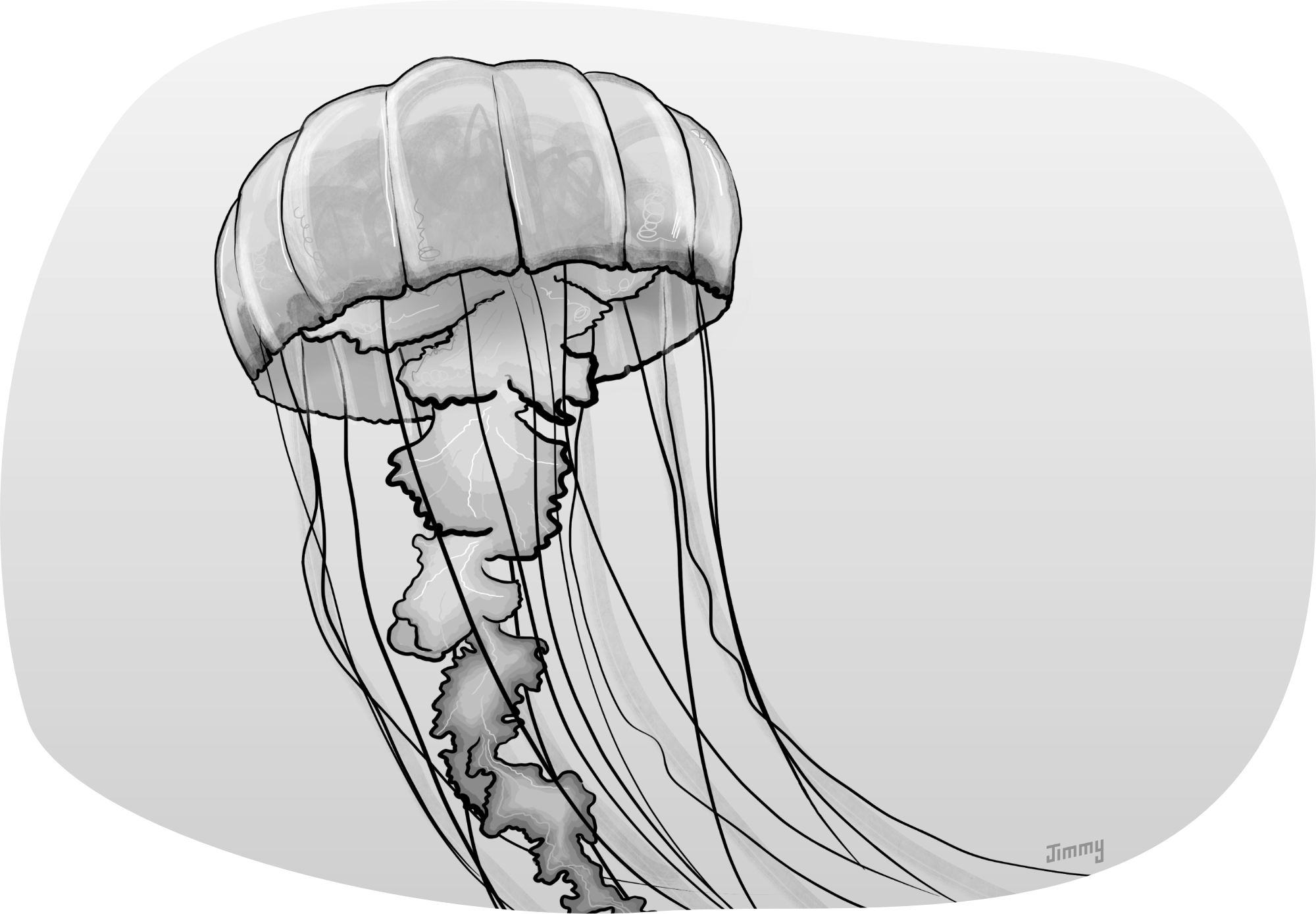 Illustration of a jellyfish.